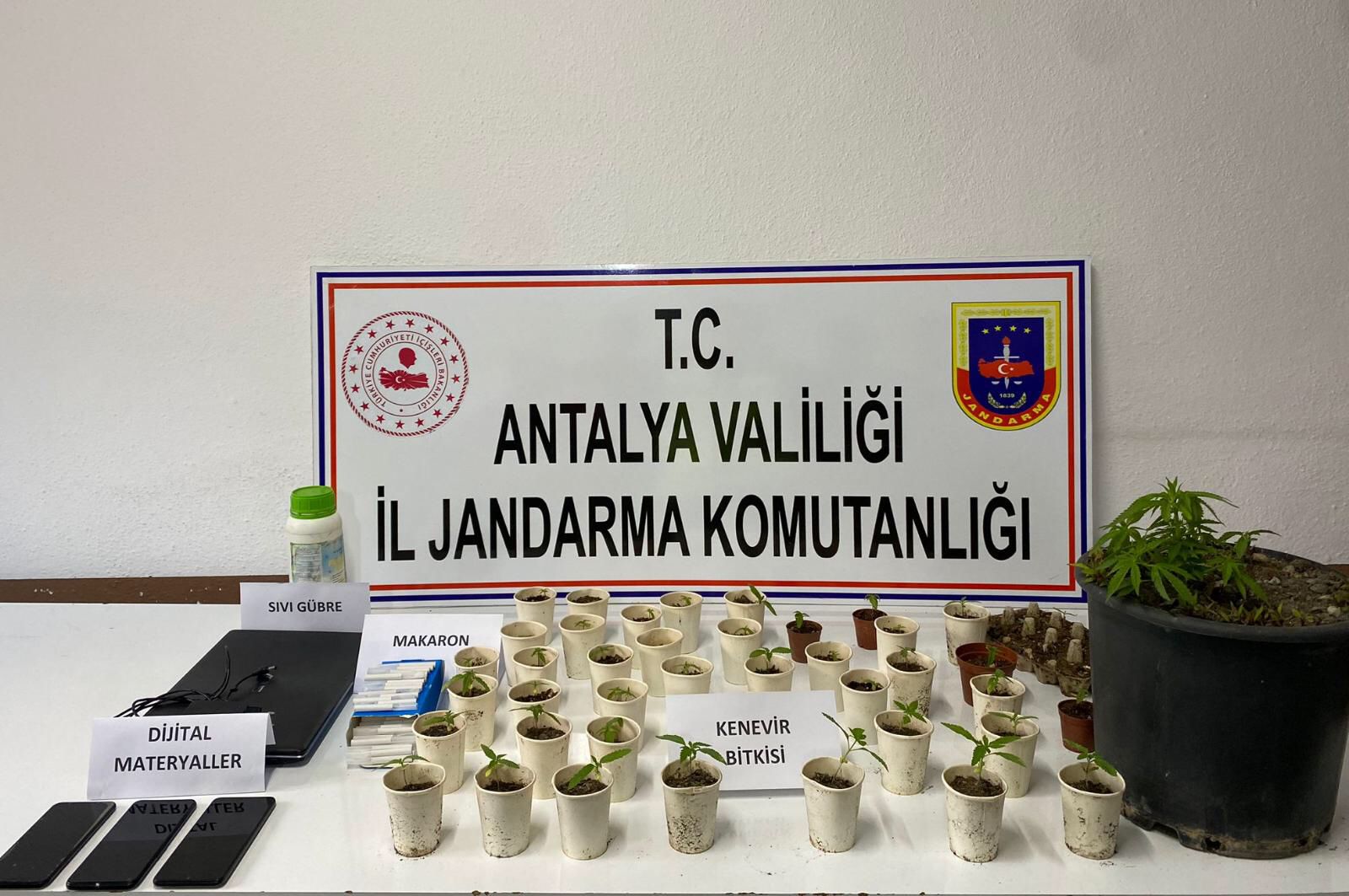 KUMLUCA’DA 45 KÖK HİNT KENEVİRİ VE 92 ADET BOŞ MAKARON ELE  GEÇİRİLDİ
