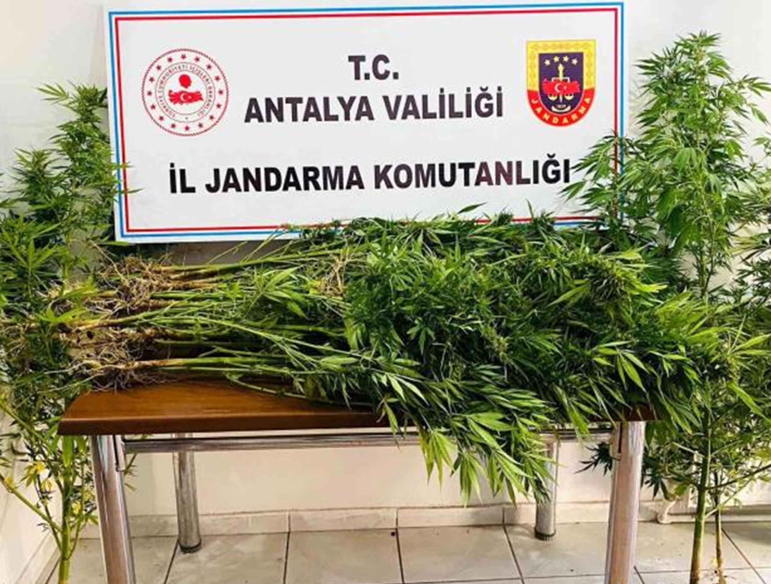 Antalya’da 22 kök kenevir bitkisi ele geçirildi