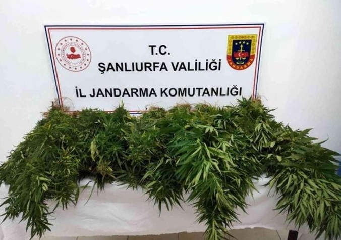 Şanlıurfa'nın 47 kök kenevir bitkisi ele geçirildi