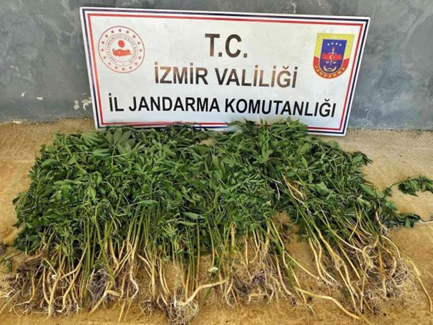 İzmir'de Jandarma’dan uyuşturucu operasyonu