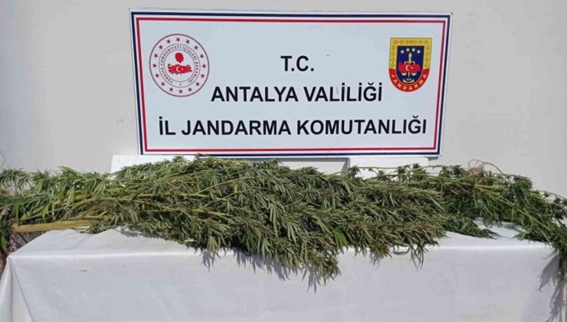 Antalya’da jandarma zehir tacirlerine göz açtırmıyor