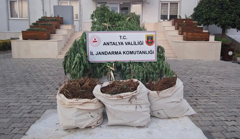 JANDARMADAN KENEVİR VE SKUNK OPERASYONU