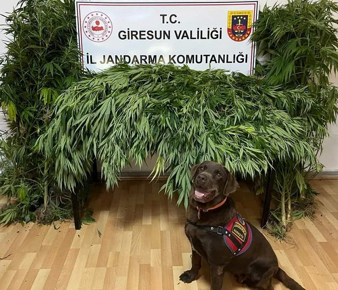 Giresun'da uyuşturucu operasyonu